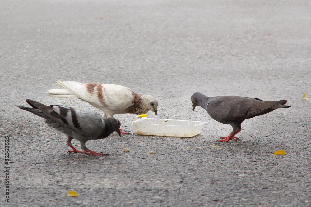 Fototapeta premium Doves eating on road