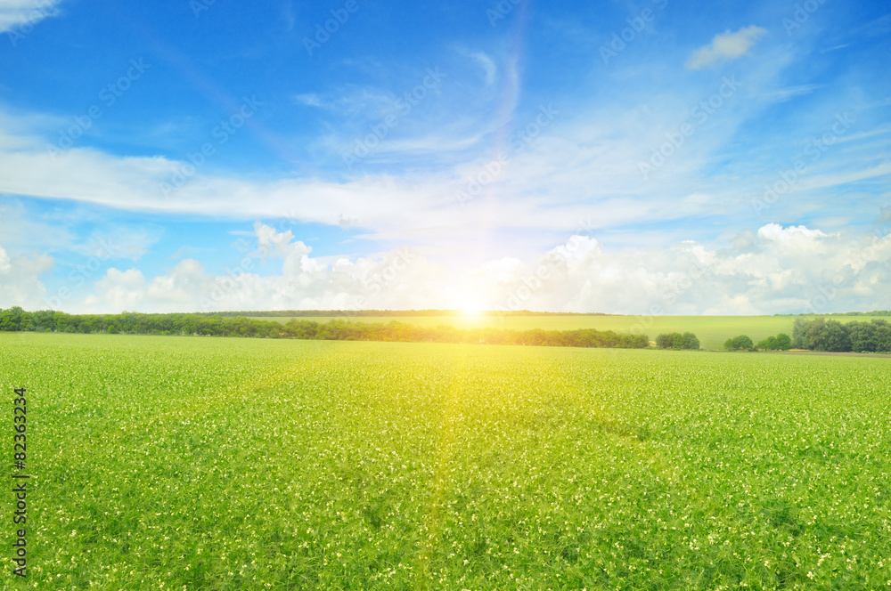 Fototapeta premium field, sunrise and blue sky