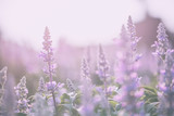 lavender flower