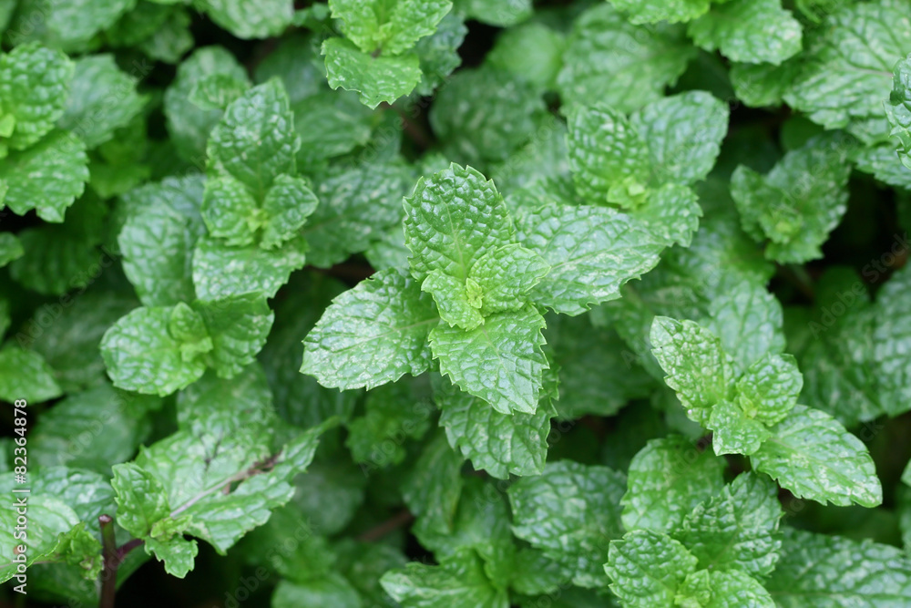 Peppermint,Marsh Mint in vegetable garden Peppermint,Marsh Mint in vegetable garden