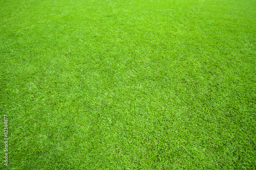 pattern of green grass field use as background,backdrop,natural