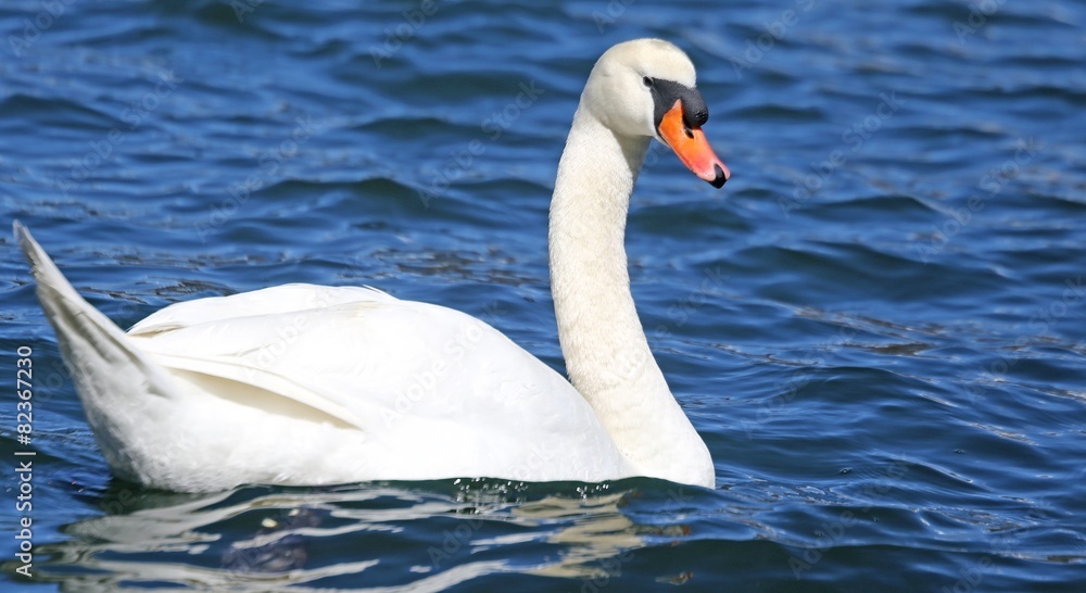 Naklejka premium Mute Swan swimming in the water of the pond