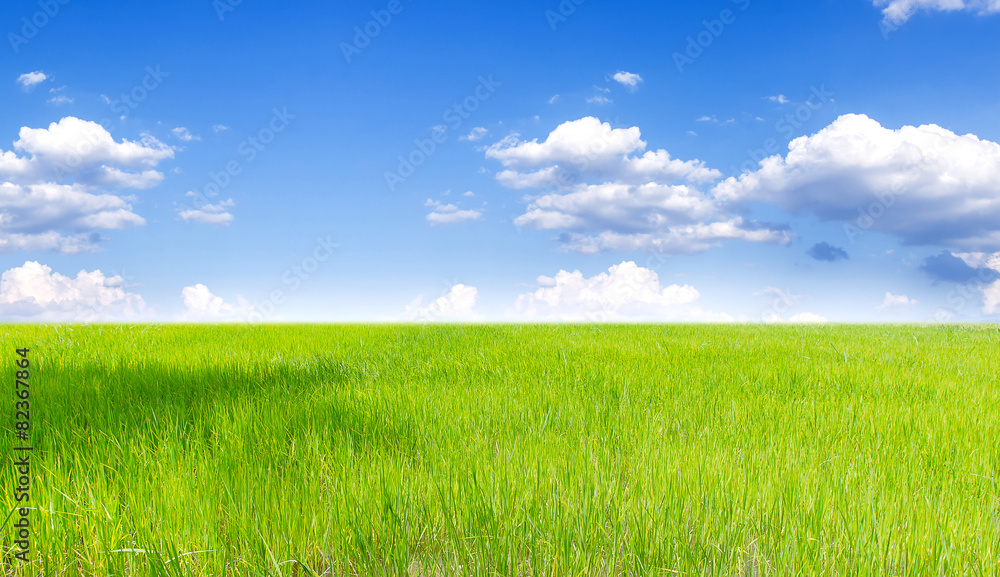 Landscape of Thai rice field under blue sky and clound