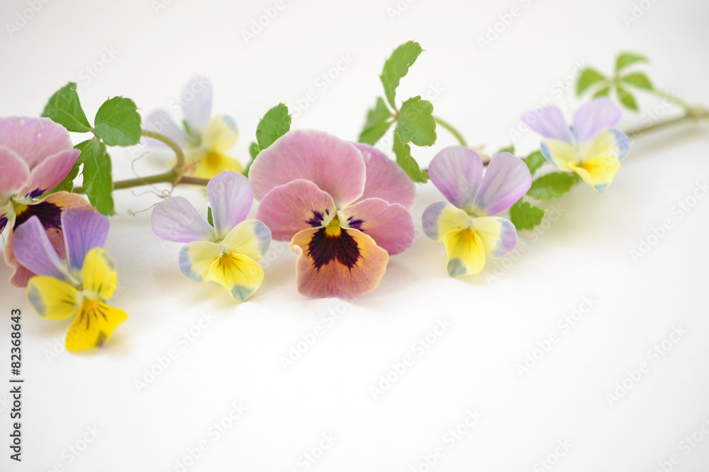 Obraz premium ビオラの花あしらい