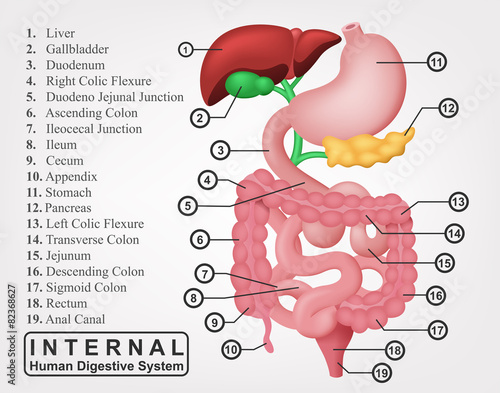 The Part Of Internal Human Digestive System Illustration