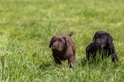 labrador puppy