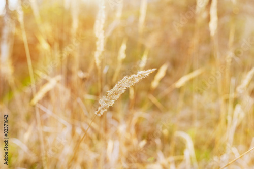 dry blade of grass in the s...
