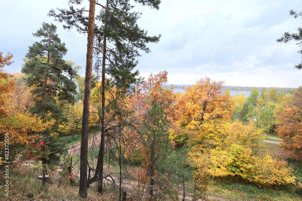 Fototapeta premium autumn in the mixed forest