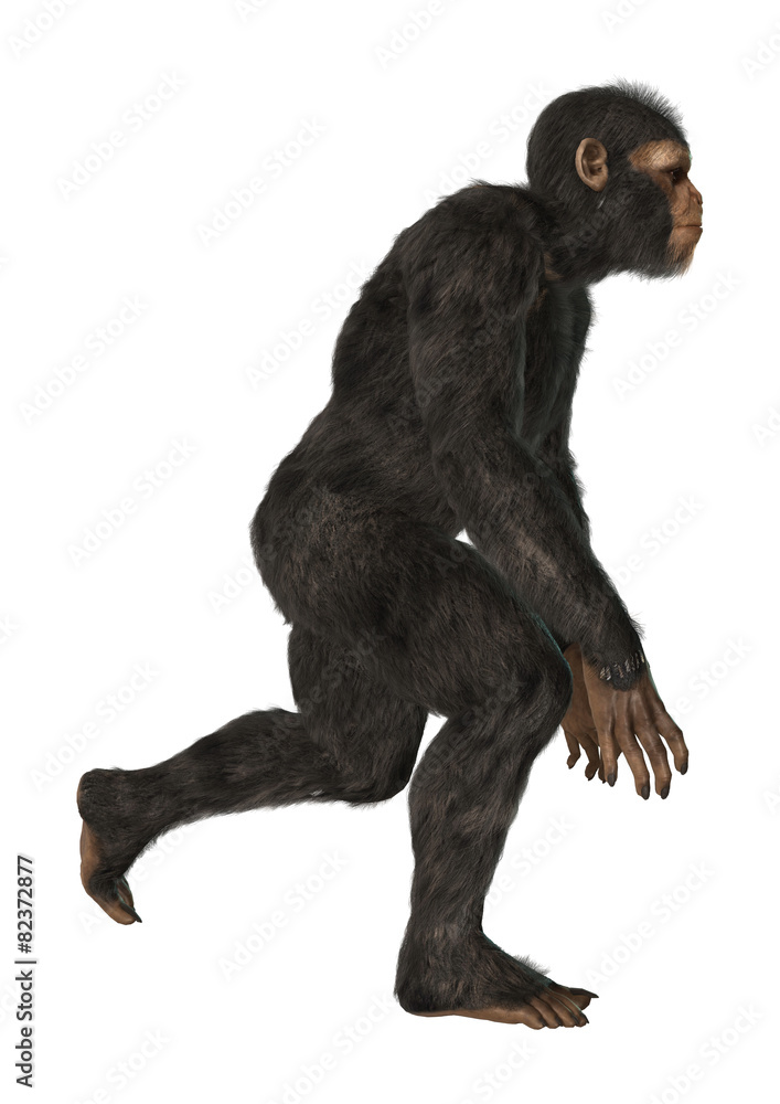 Fototapeta premium Chimpanzee