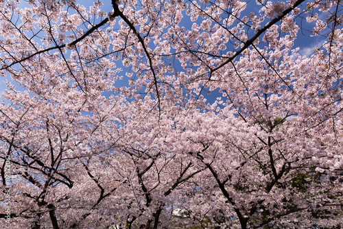 上野公園の花見