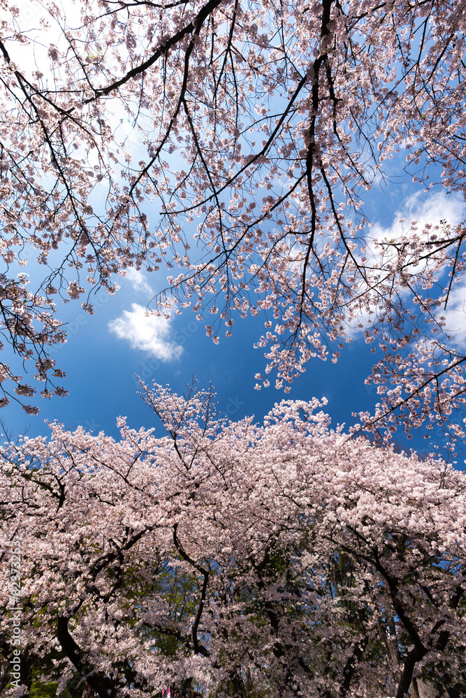 上野公園の花見 上野公園の花見