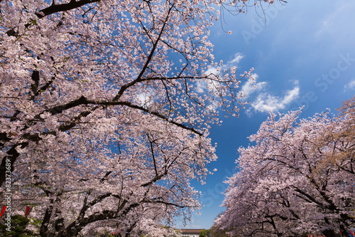 Wallpaper Mural 上野公園の花見 Torontodigital.ca