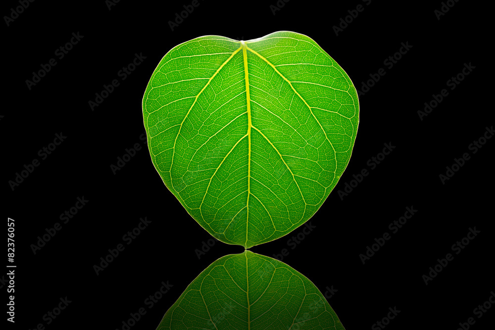 Obraz premium green leaf vein ( bodhi leaf )black background