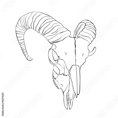 Ram skull sketch, vector illustration
