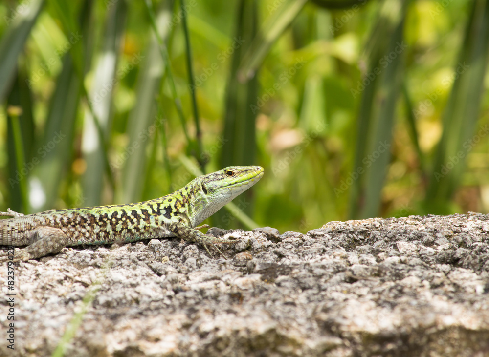 lizard in sicily lizard in sicily