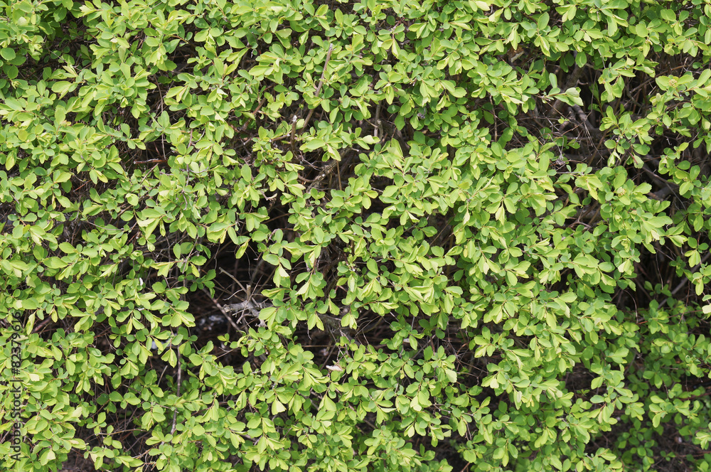 Fototapeta premium Chaos of small spring leaves