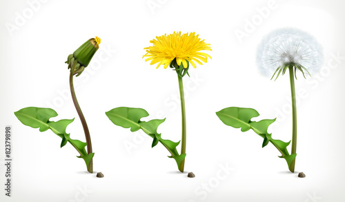 Dandelion flowers, vector icon set