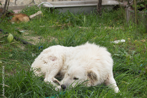 lonely dog wild life photo