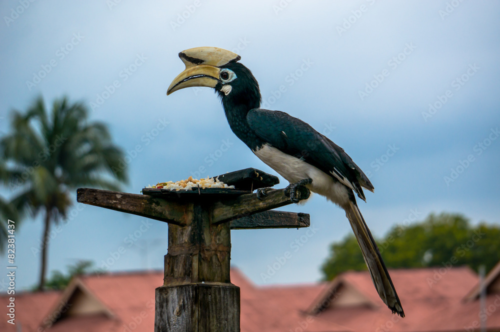 Obraz premium птица носорог