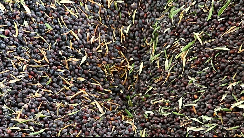 Olive oil pressing and processing NP Olive oil pressing and processing NP