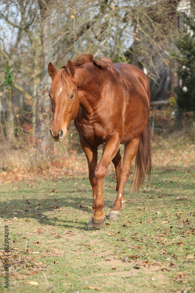 Fototapeta premium Beautiful chestnut thoroughbred running in autumn