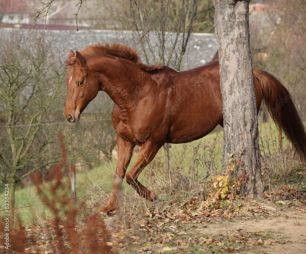Fototapeta premium Beautiful chestnut thoroughbred running in autumn