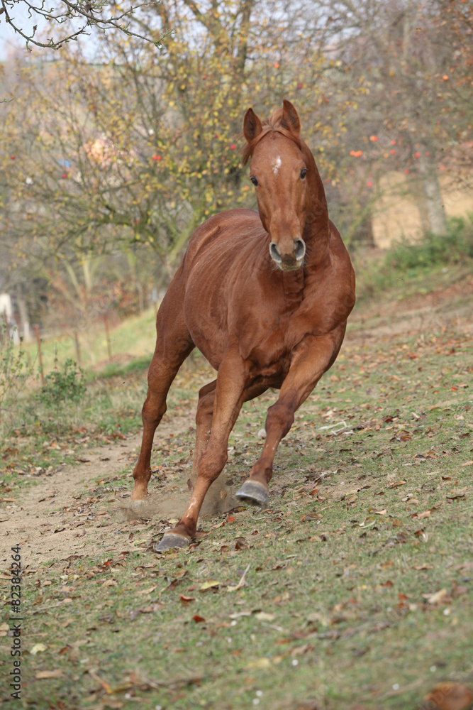 Fototapeta premium Beautiful chestnut thoroughbred running in autumn
