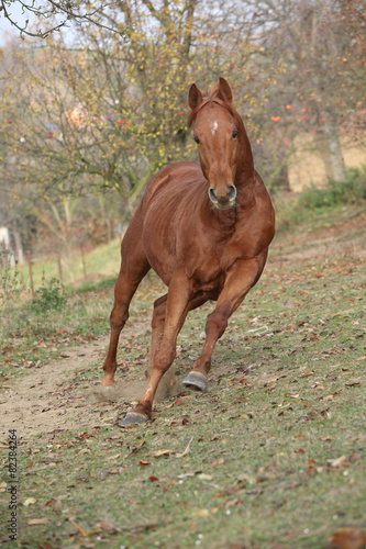 Fototapeta Naklejka Na Ścianę i Meble -  Beautiful chestnut thoroughbred running in autumn