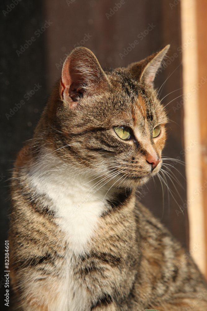 Amazing tricolour cat looking at you