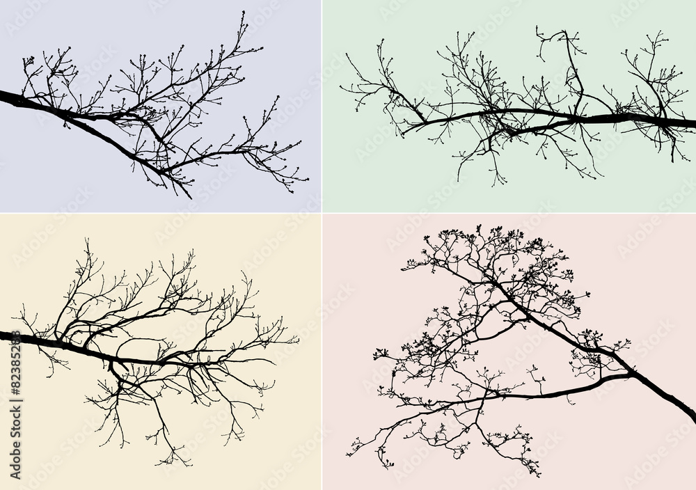 Obraz premium silhouettes of tree branches