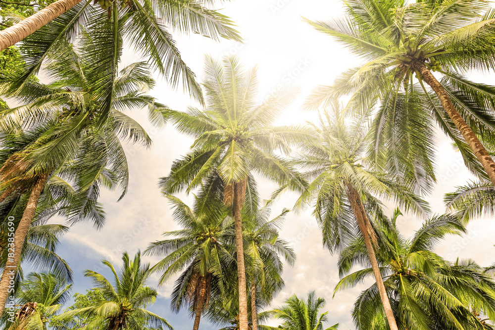 Coconut palm trees perspective view Coconut palm trees perspective view