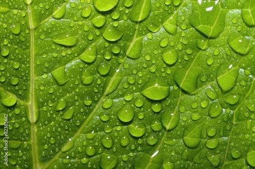 green leaf and raindrops
