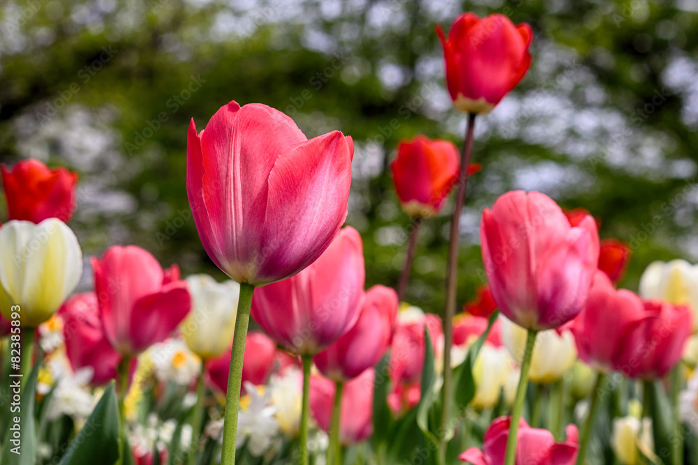 Buntes Tulpenfeld rosa rot weiss gelb Buntes Tulpenfeld rosa rot weiss gelb