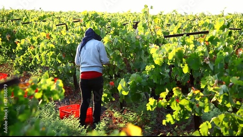 Vineyard vintage in Israel at sunrise
