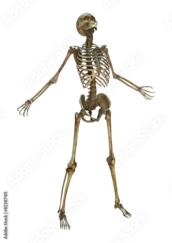 Human Skeleton © photosvac