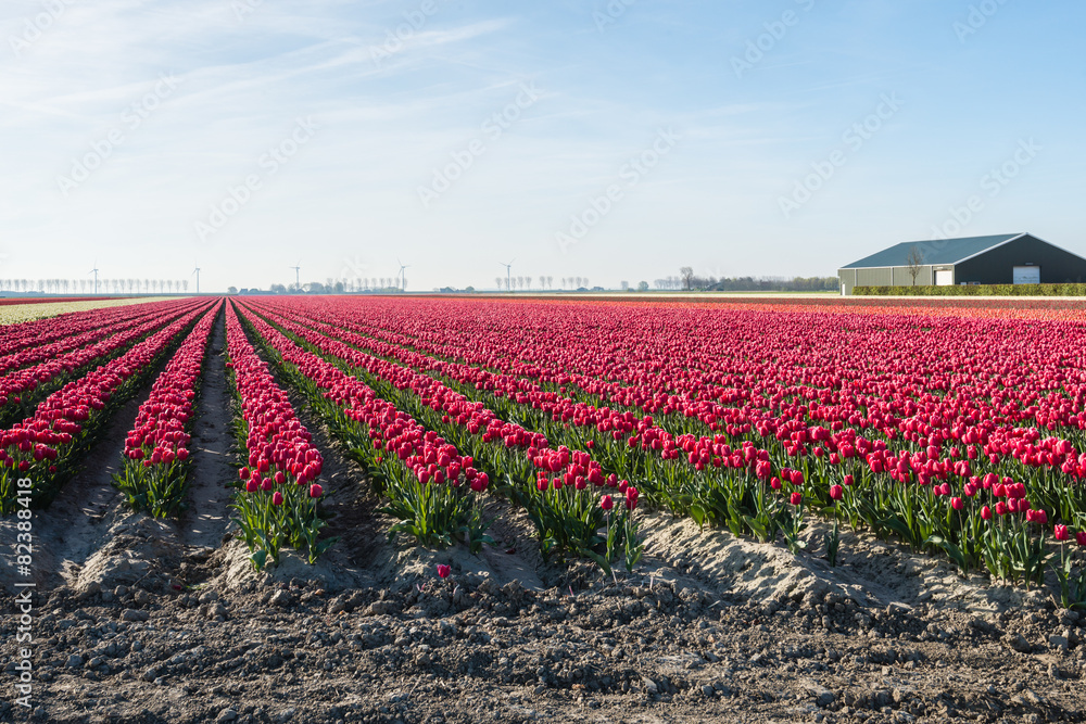 Long rows of red blooming tulips