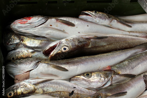 Sardinen und andere Fische in einer Kiste am Fischmarkt