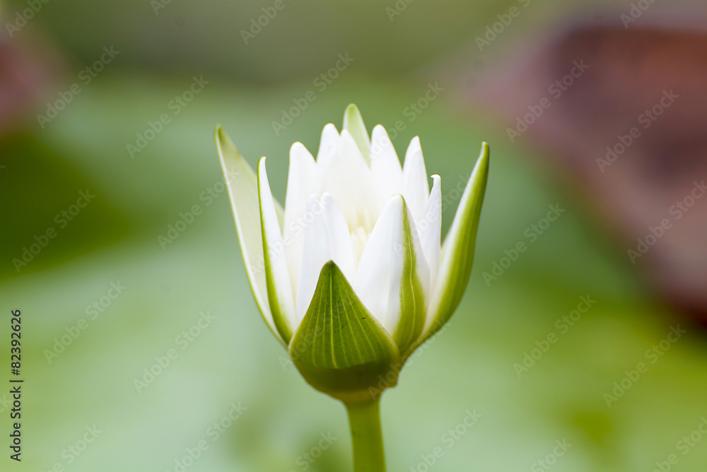 Obraz premium Lotus