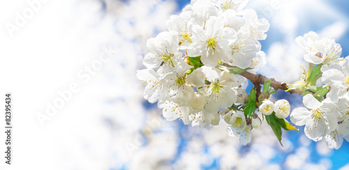 Grußkarte, weiße Blüten © fotoknips