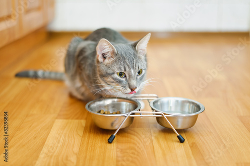 young cat after eating food from a plate