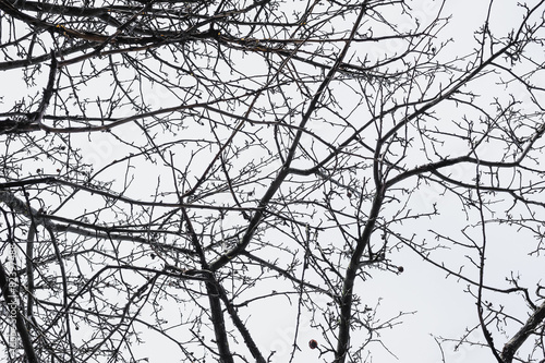 branch of naked tree. unusual angle view