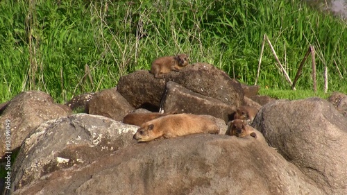 Rock Hyrax shrewmouse Hyracoid
