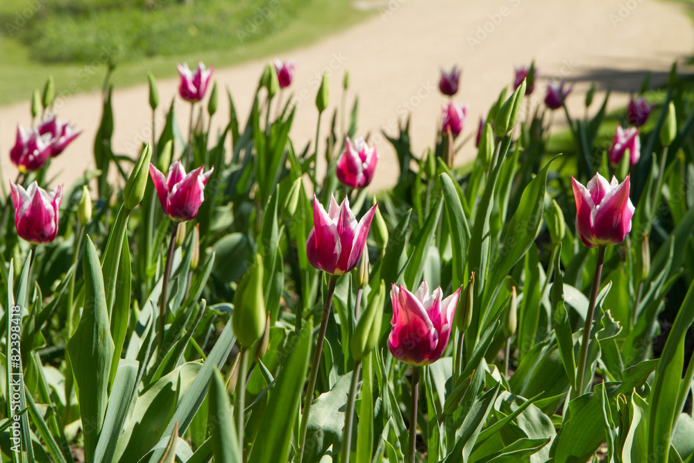 Tulips Tulips