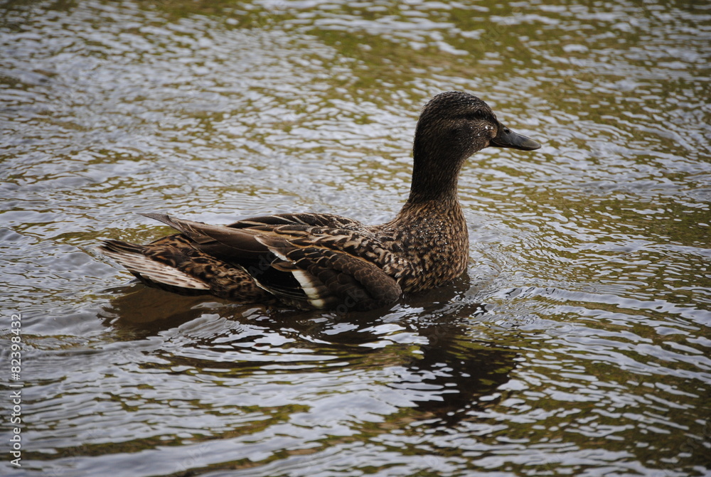 Canard Canard