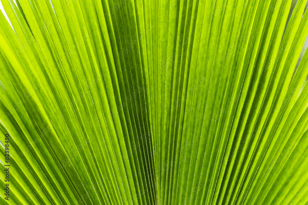 Palm leaf background Palm leaf background