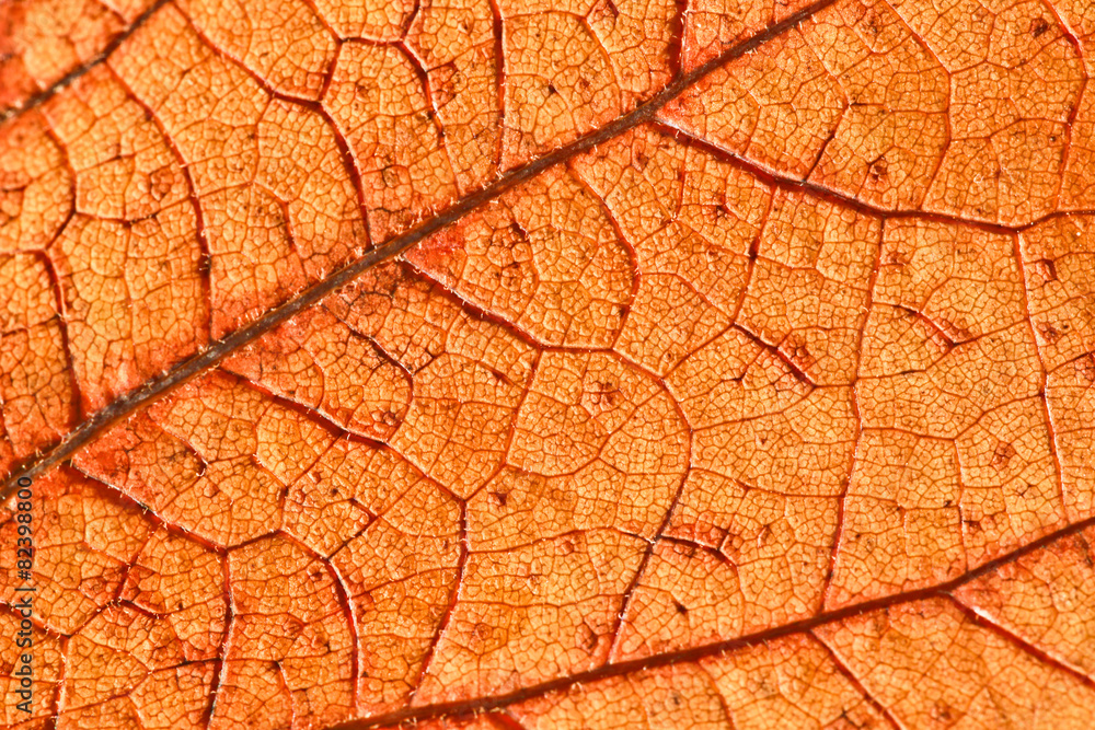 Fototapeta premium Foglia secca controluce