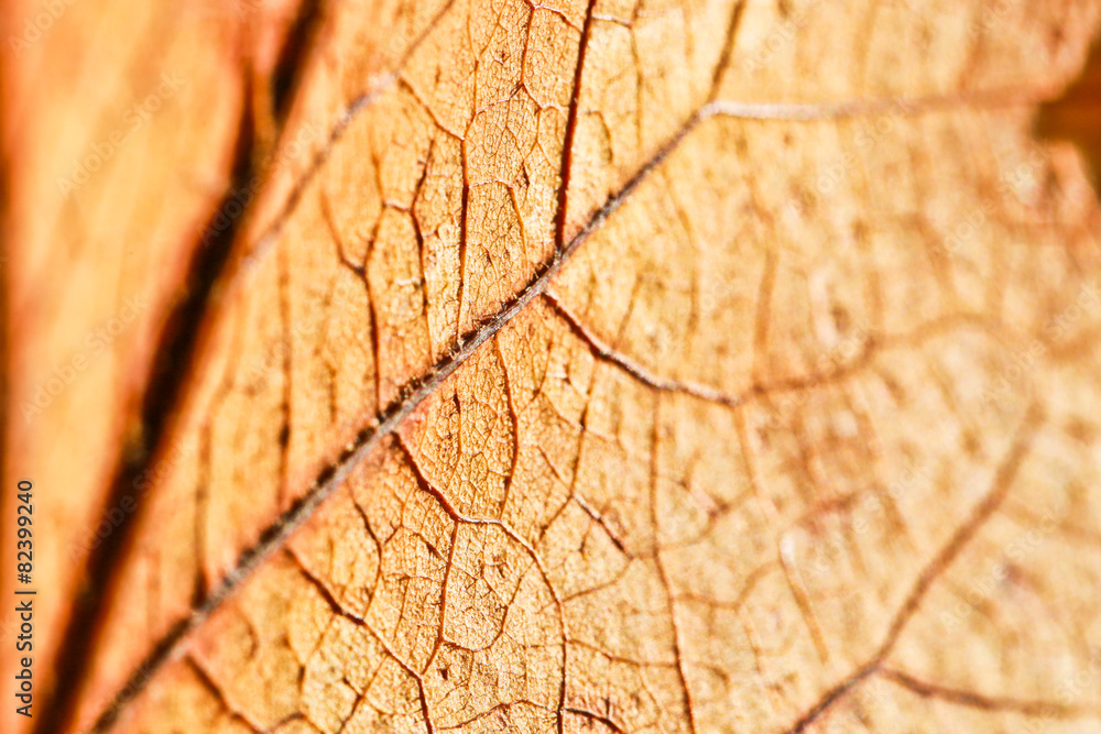 Obraz premium Foglia secca controluce