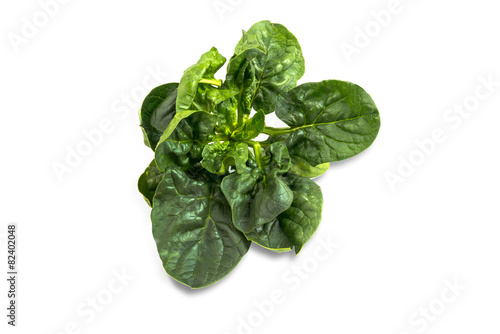spinach on white