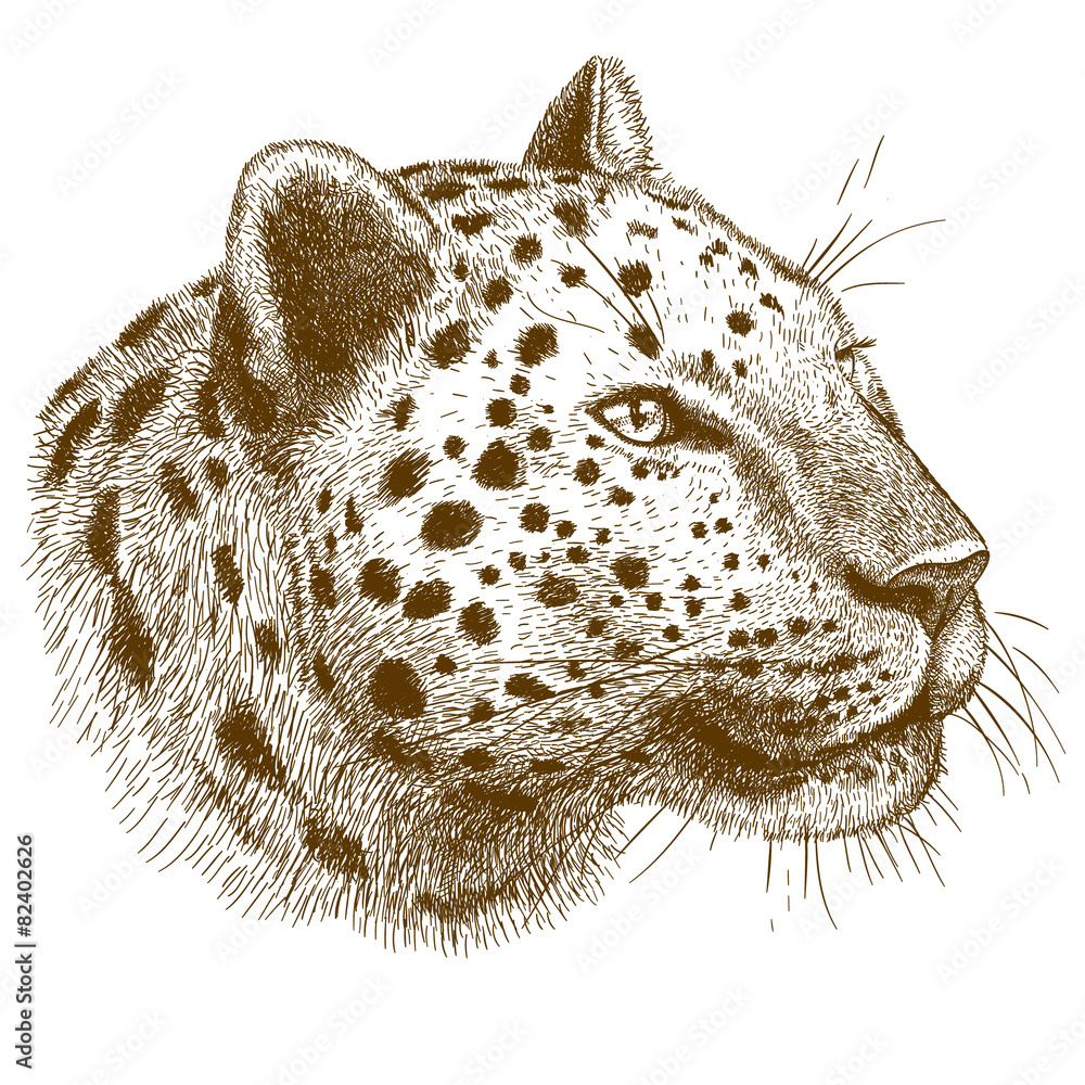 Obraz premium engraving vector illustration of leopard head