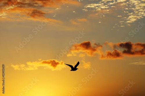 seagull in the sky  at sunset